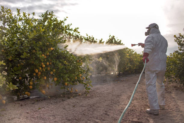 Flea Control Services in Lily Lake, IL